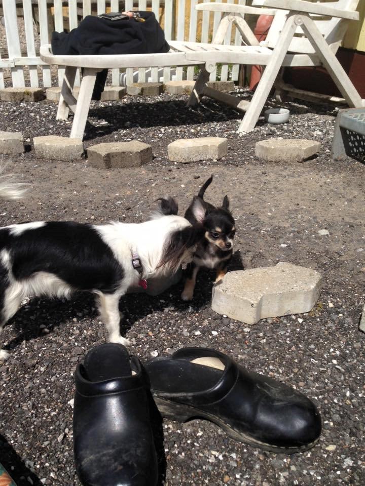 Chihuahua Birkedals' Cleo - Da hun mødte moomoo for første gang billede 5