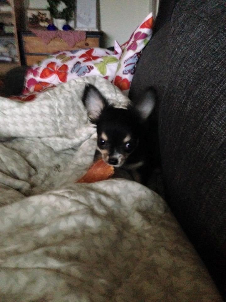 Chihuahua Birkedals' Cleo billede 6