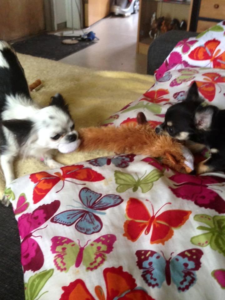 Chihuahua Birkedals' Cleo billede 7