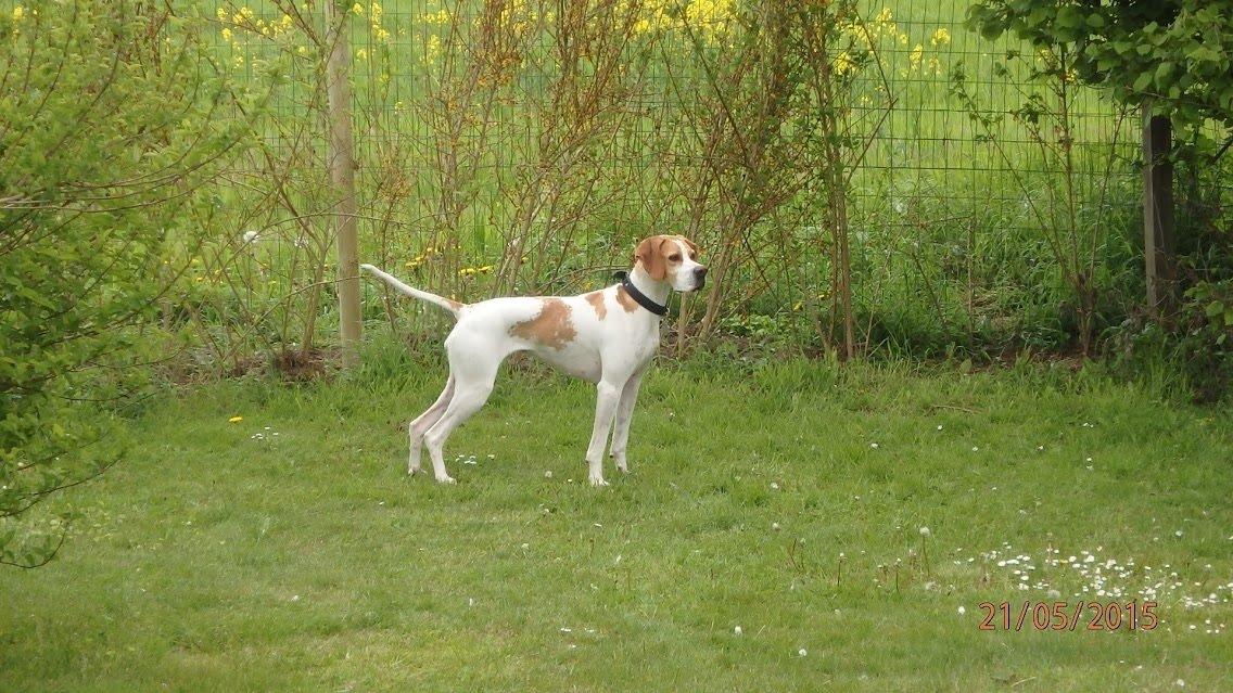Pointer Oksby Lucca billede 2