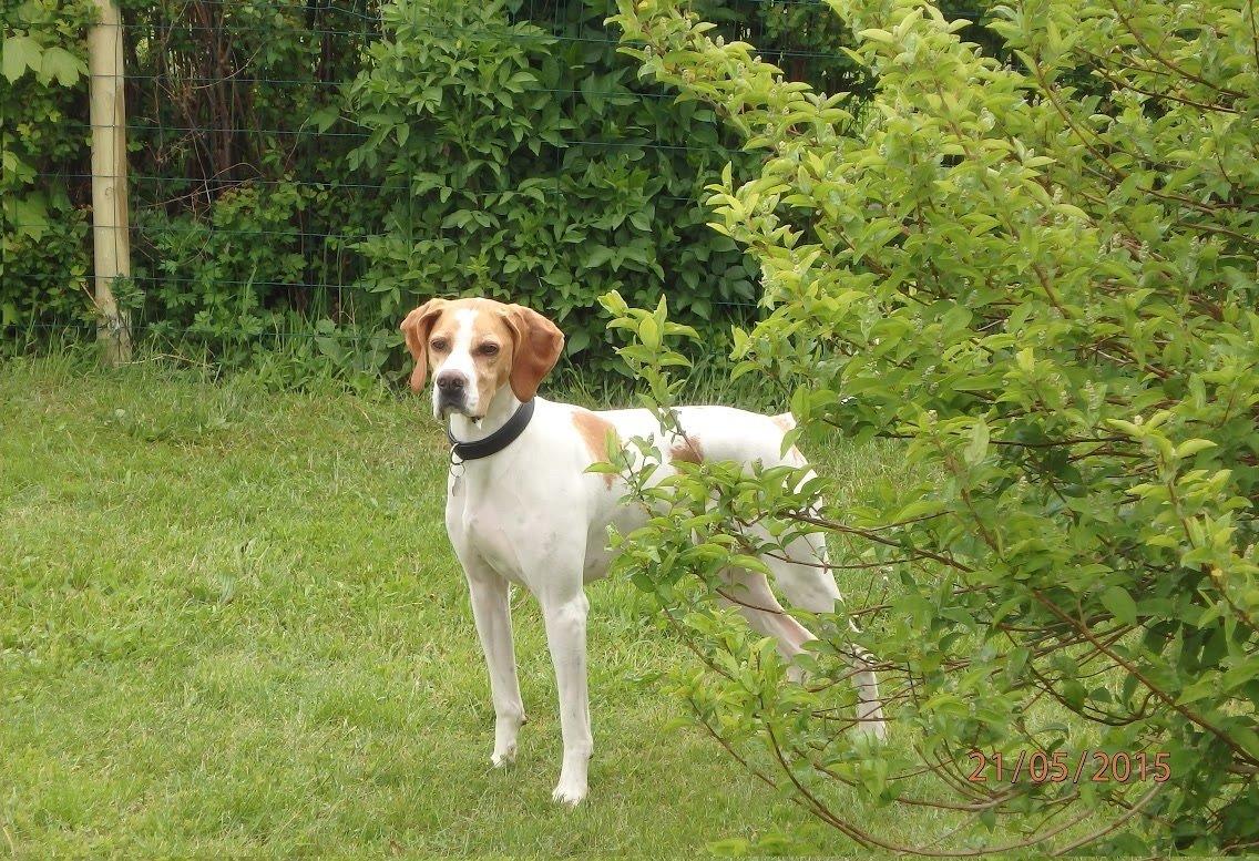 Pointer Oksby Lucca billede 4
