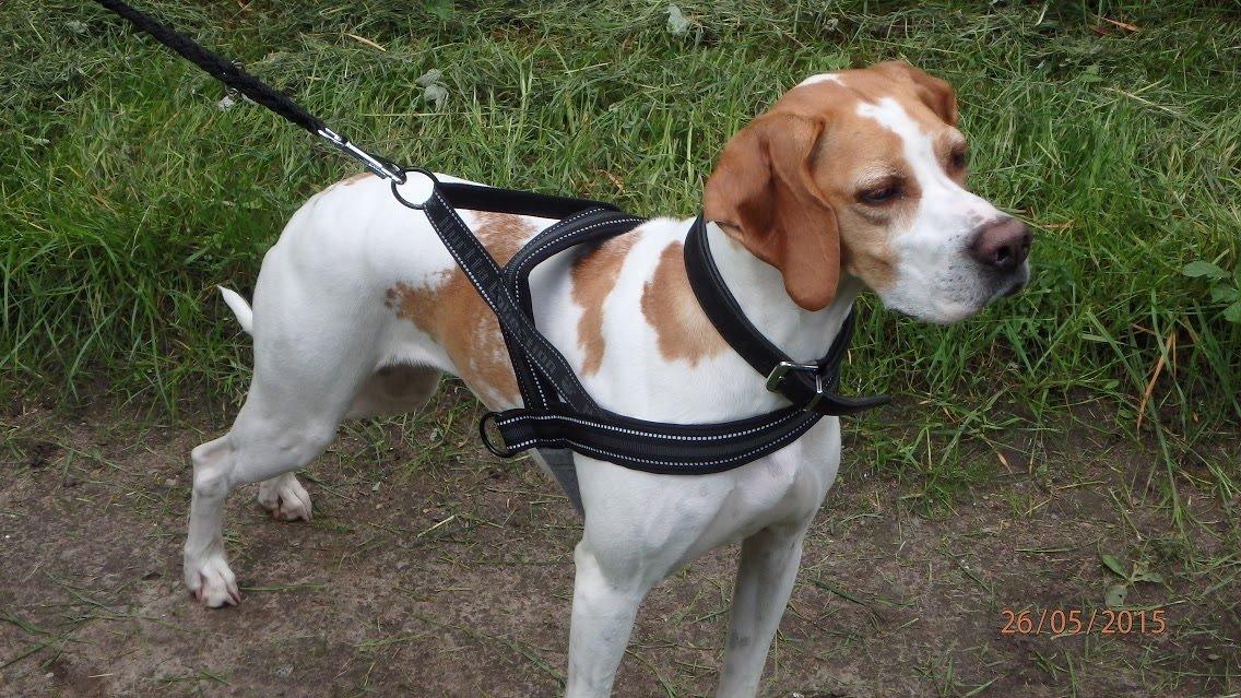 Pointer Oksby Lucca billede 5