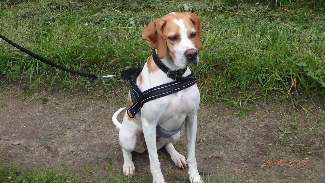 Pointer Oksby Lucca billede 6