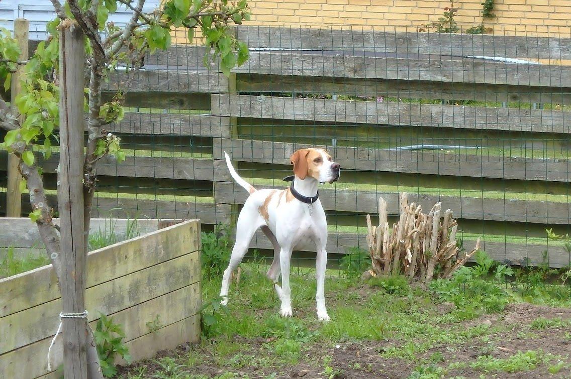 Pointer Oksby Lucca billede 3