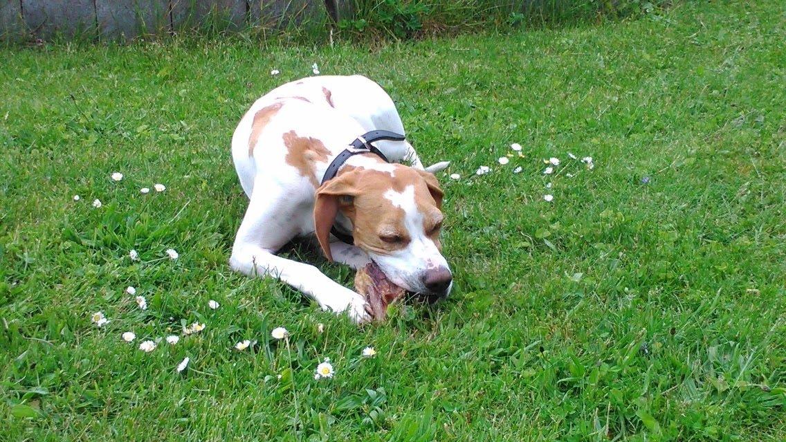 Pointer Oksby Lucca billede 7