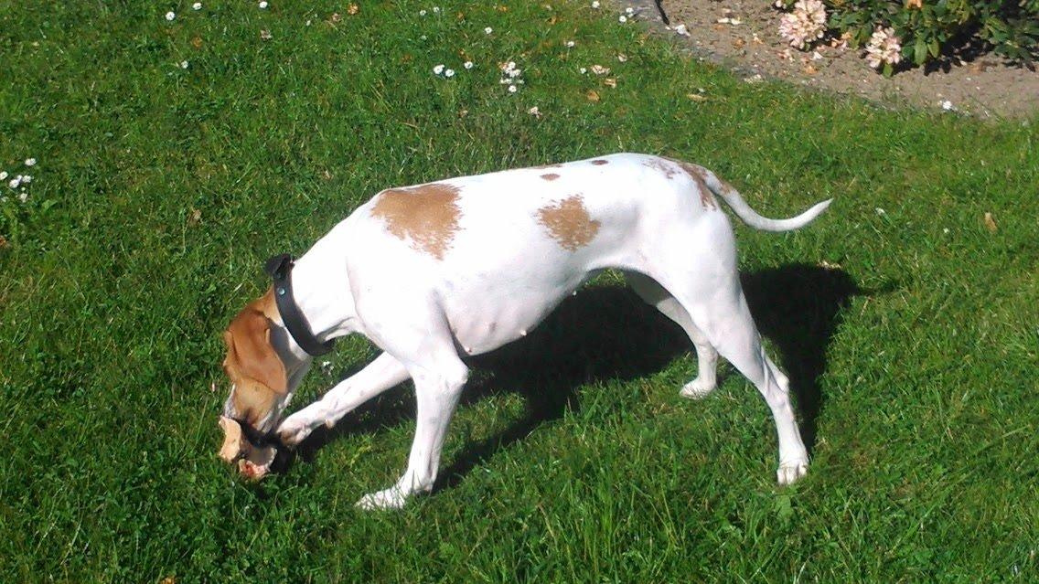 Pointer Oksby Lucca billede 8