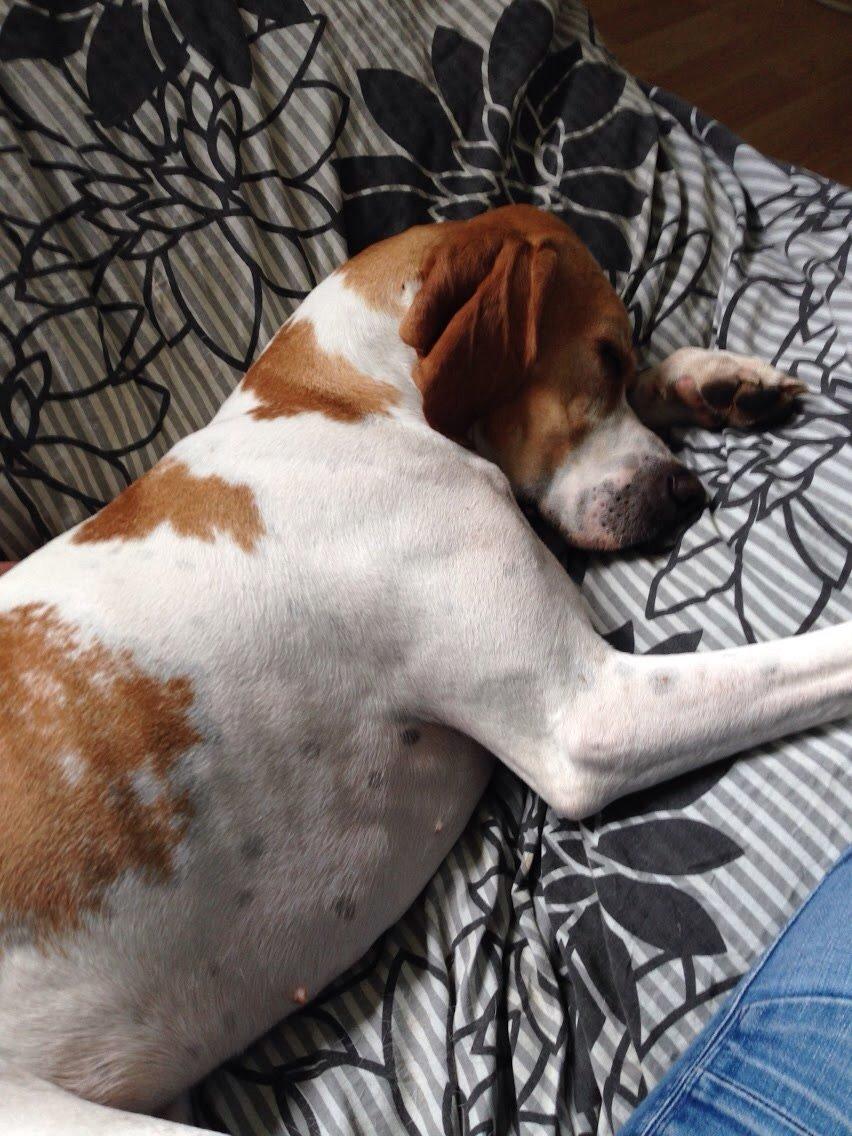 Pointer Oksby Lucca - Maj 2015 billede 12