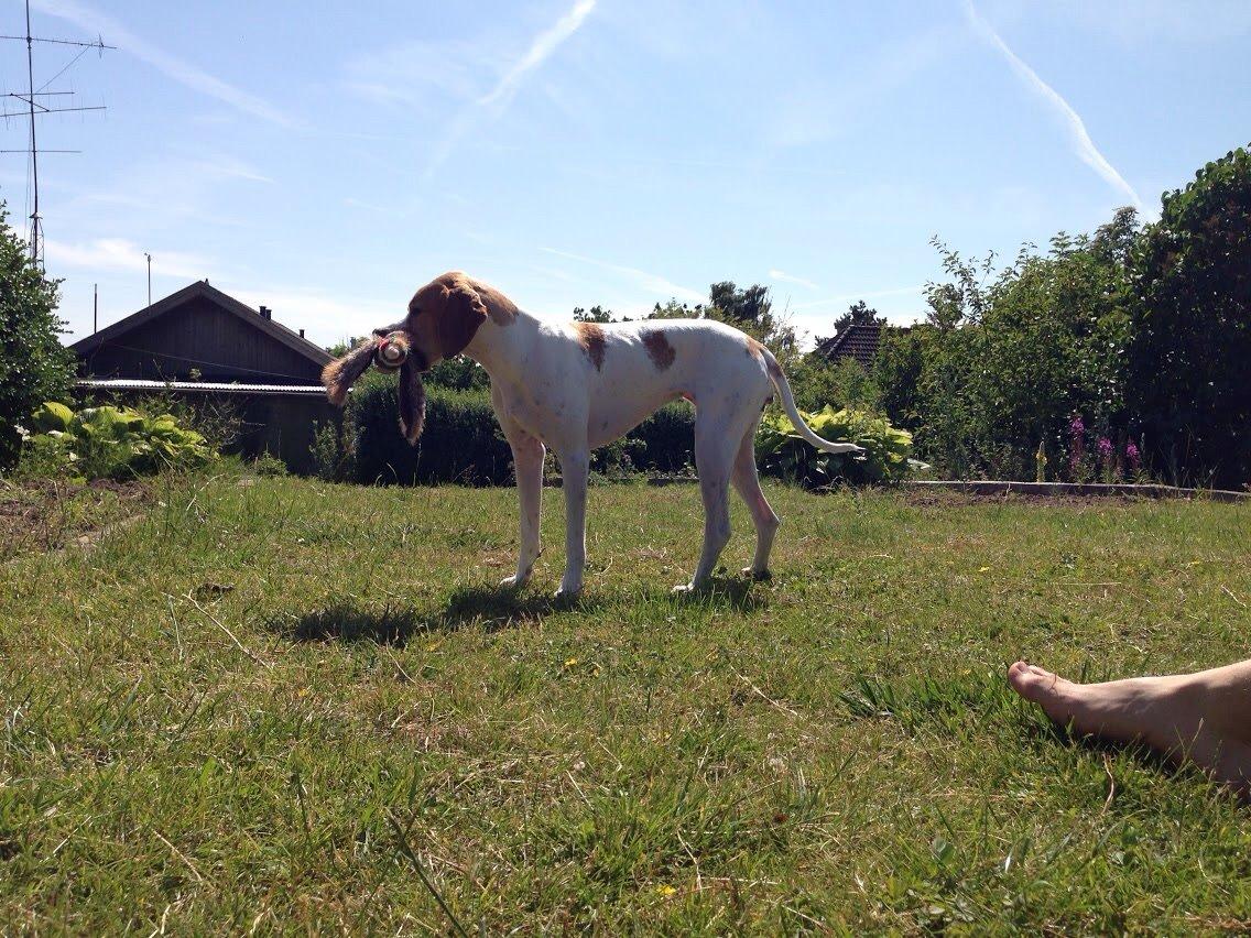 Pointer Oksby Lucca - Juli 2015 billede 13