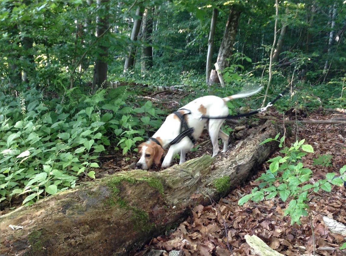 Pointer Oksby Lucca - Juli 2015 billede 14