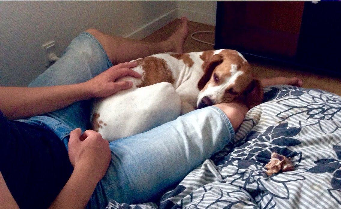 Pointer Oksby Lucca billede 15