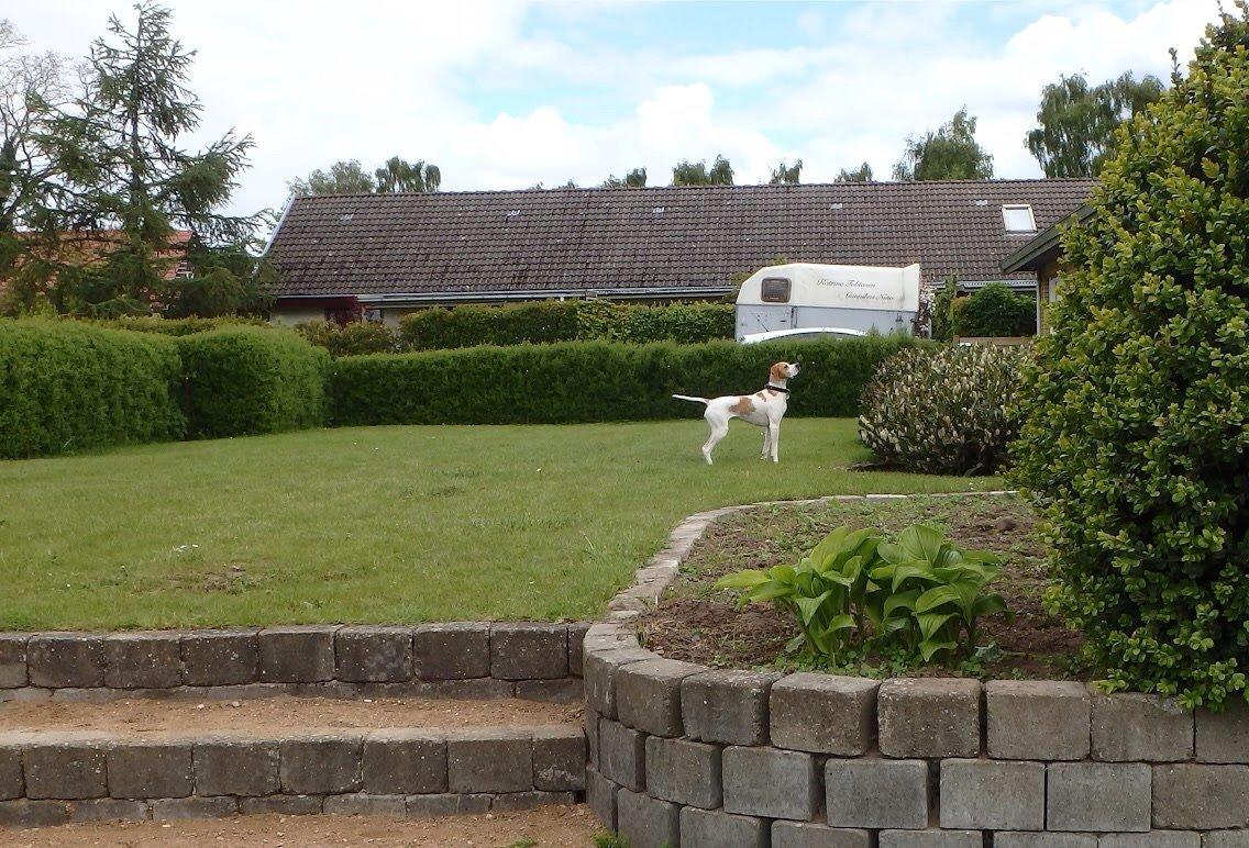 Pointer Oksby Lucca billede 16