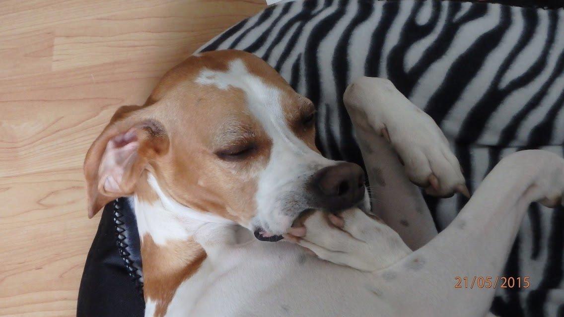 Pointer Oksby Lucca billede 17