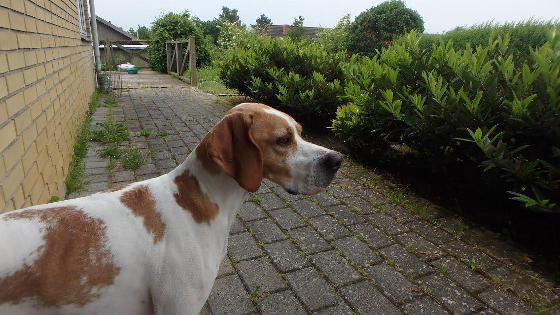 Pointer Oksby Lucca billede 18