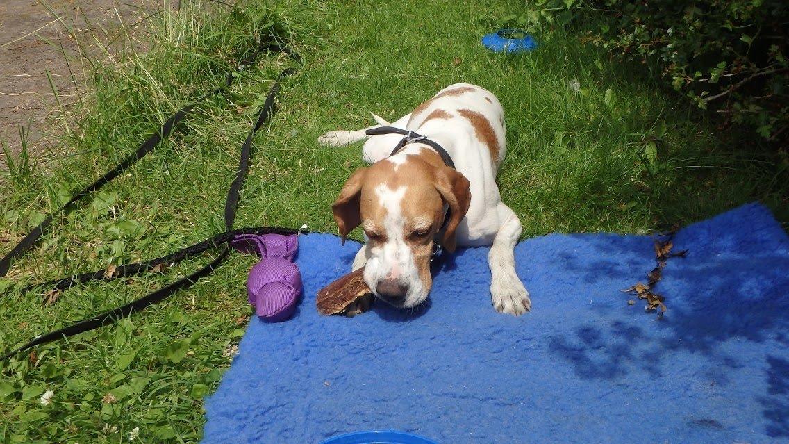 Pointer Oksby Lucca - Juli 2015. Forkælelse på telt-tur billede 19