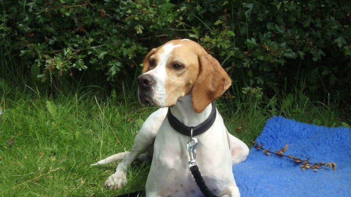 Pointer Oksby Lucca - Juli 2015. Første telt-tur billede 20
