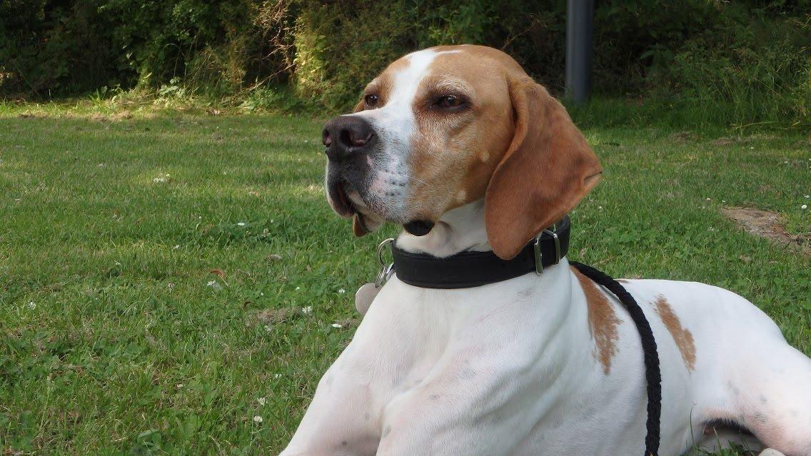 Pointer Oksby Lucca - Juli 2015 billede 21