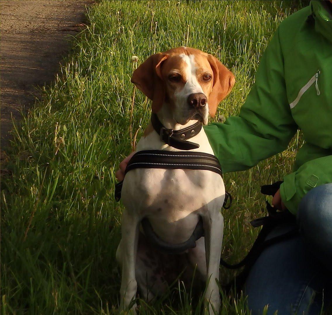 Pointer Oksby Lucca billede 1