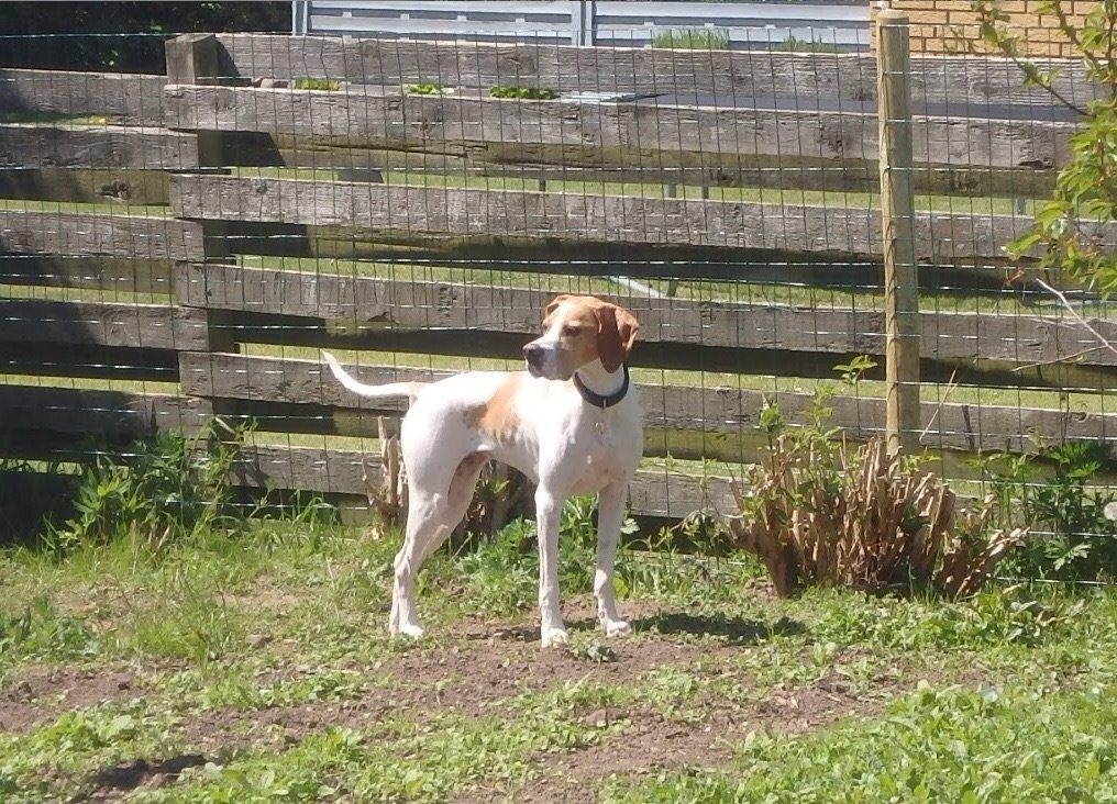 Pointer Oksby Lucca billede 22