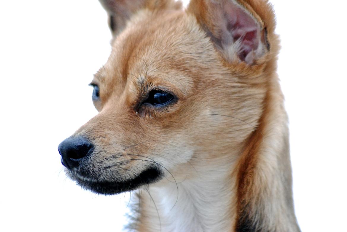 Blanding af racer Luna billede 3