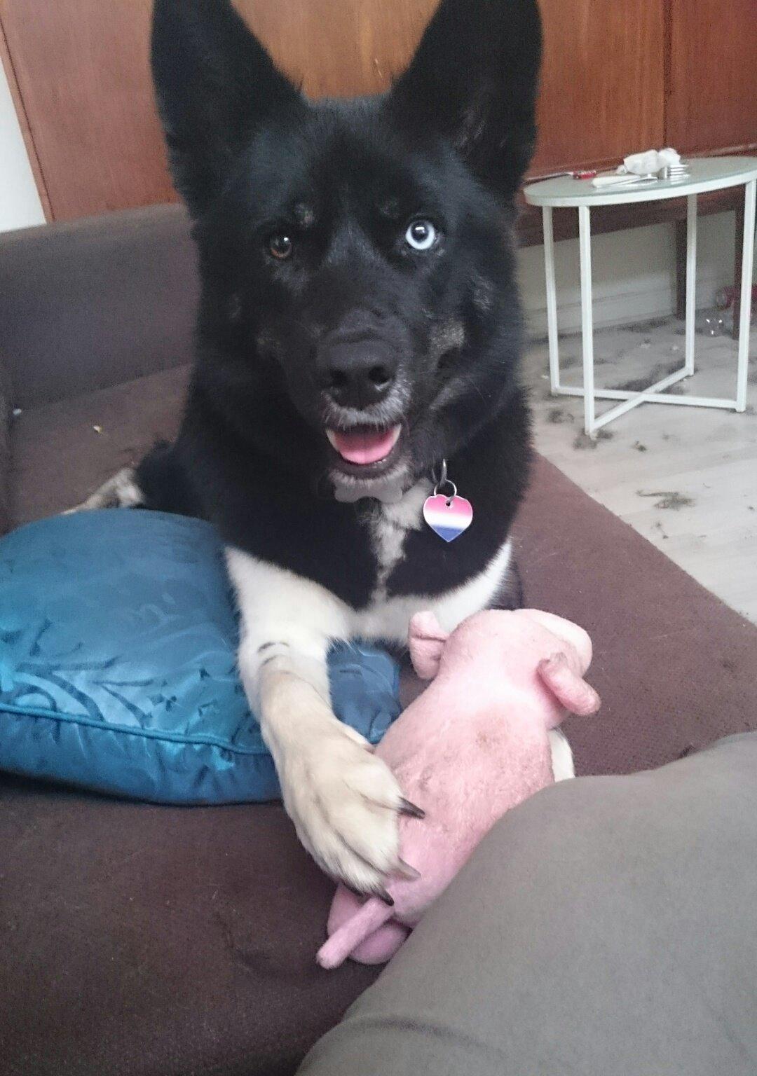 Blanding af racer king billede 9