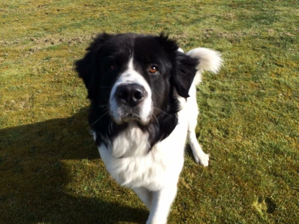 Landseer Jossi  billede 1