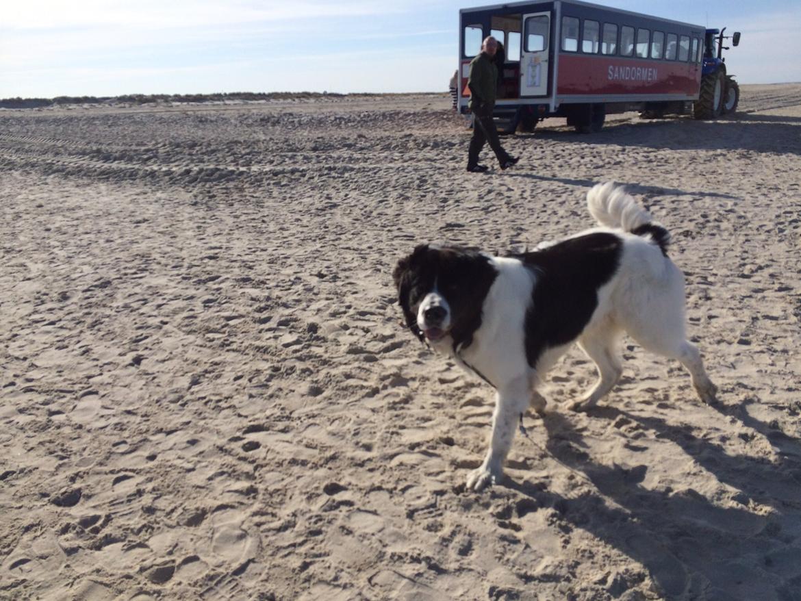 Landseer Jossi  billede 3