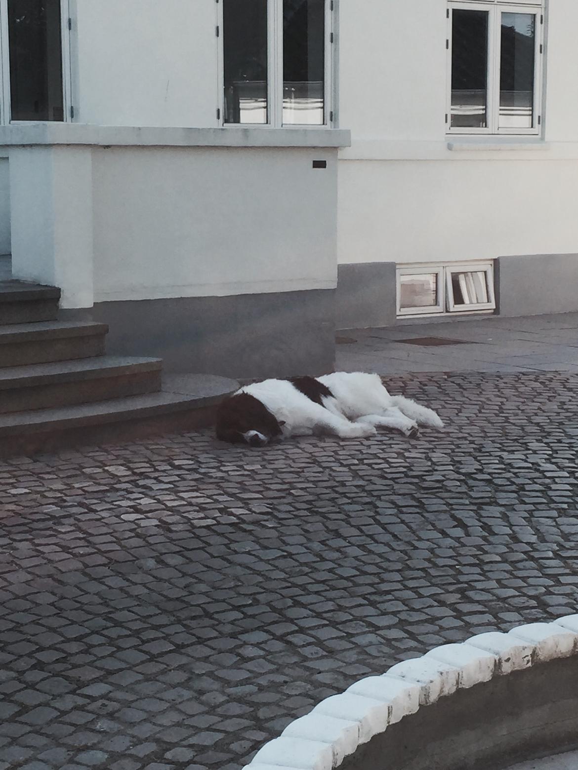 Landseer Jossi  billede 4