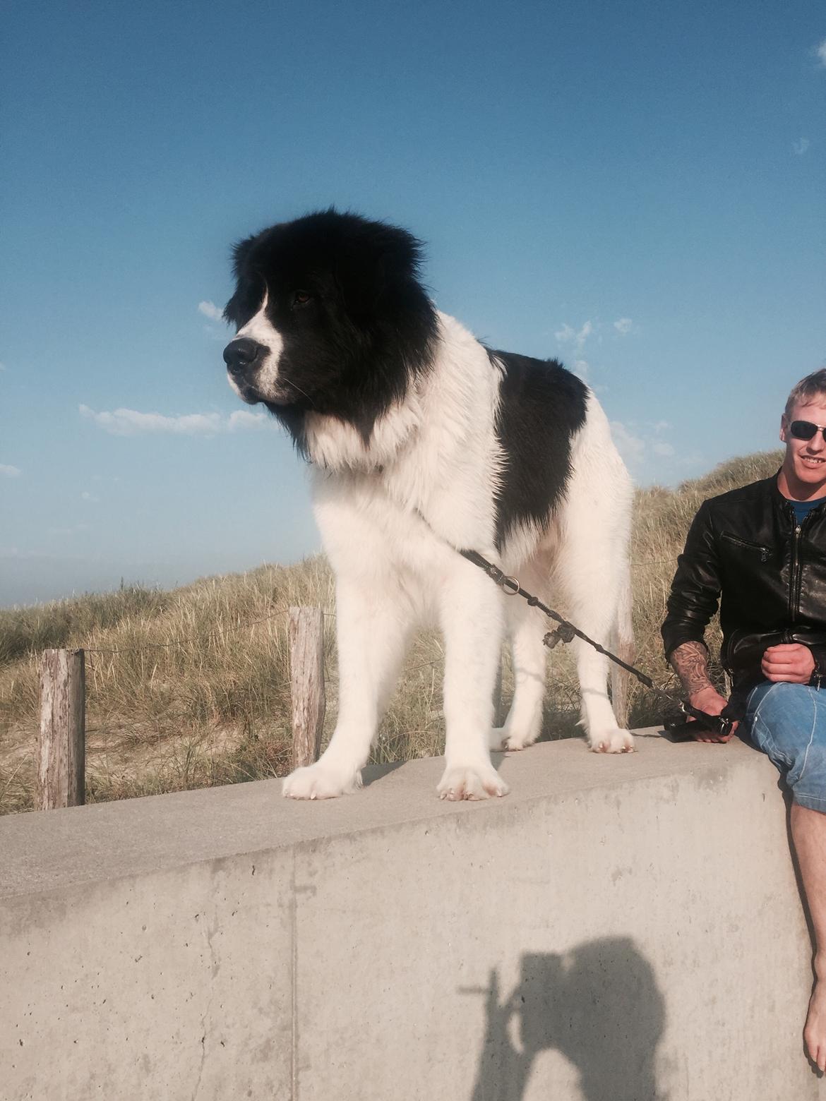 Landseer Jossi  billede 5