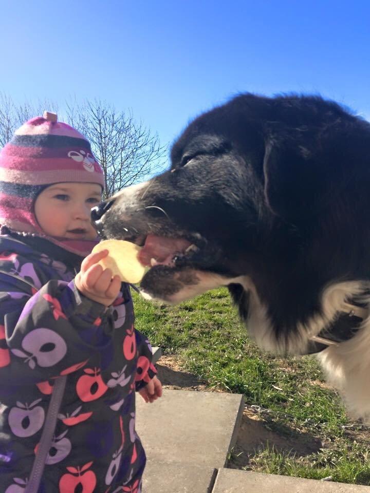 Landseer Jossi  billede 6