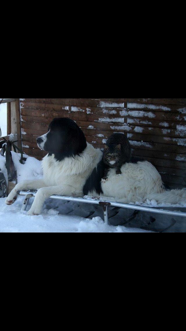 Landseer Jossi  billede 7