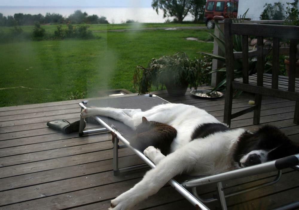 Landseer Jossi  billede 2