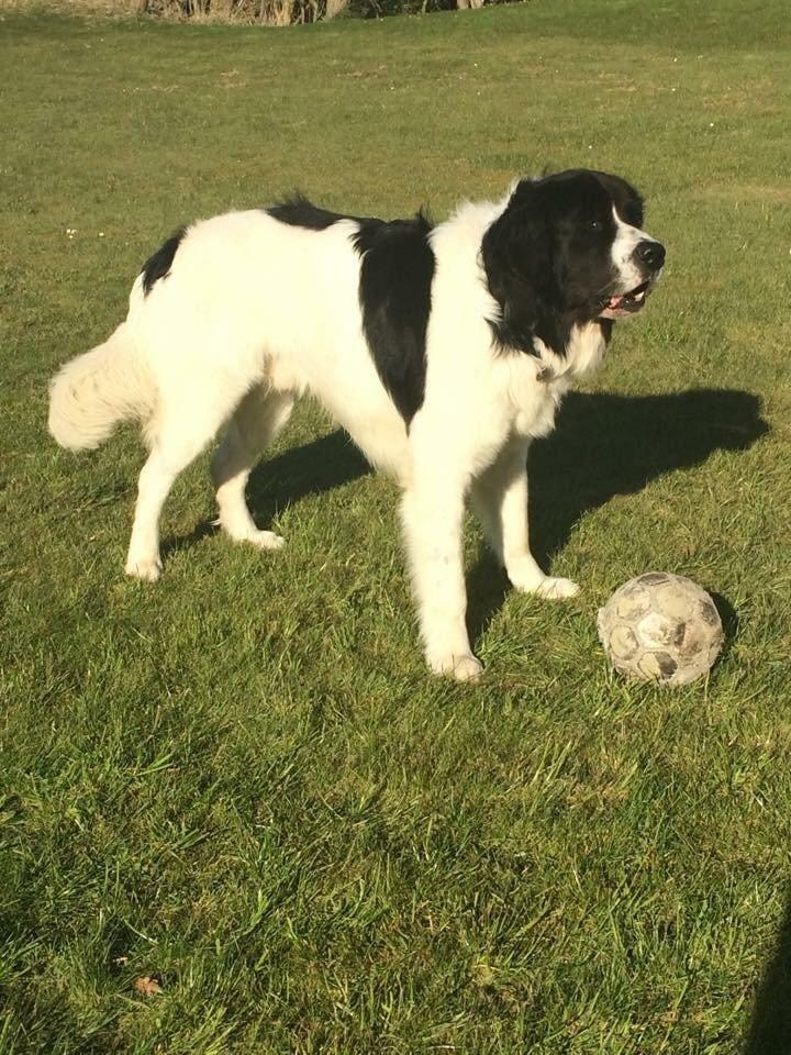 Landseer Jossi  billede 9