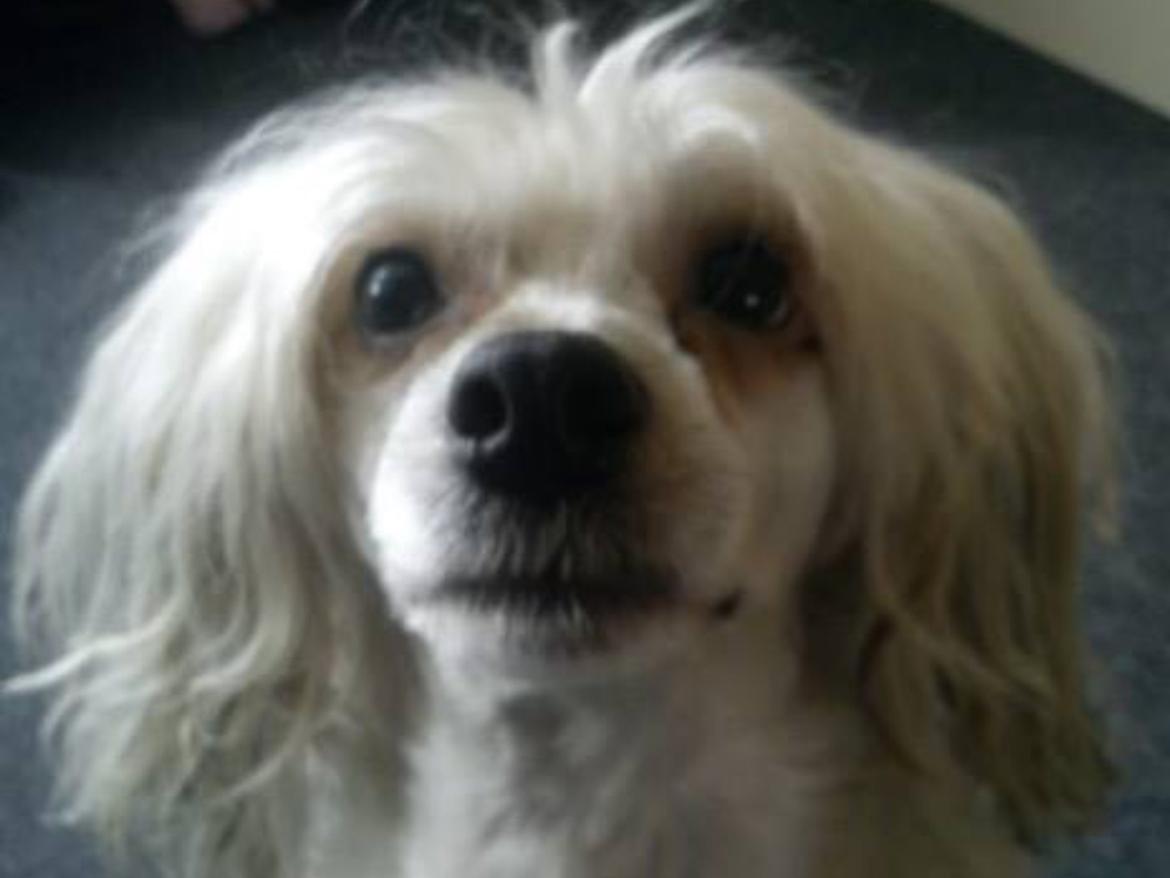Chinese crested powder puff Markus R.I.P billede 1