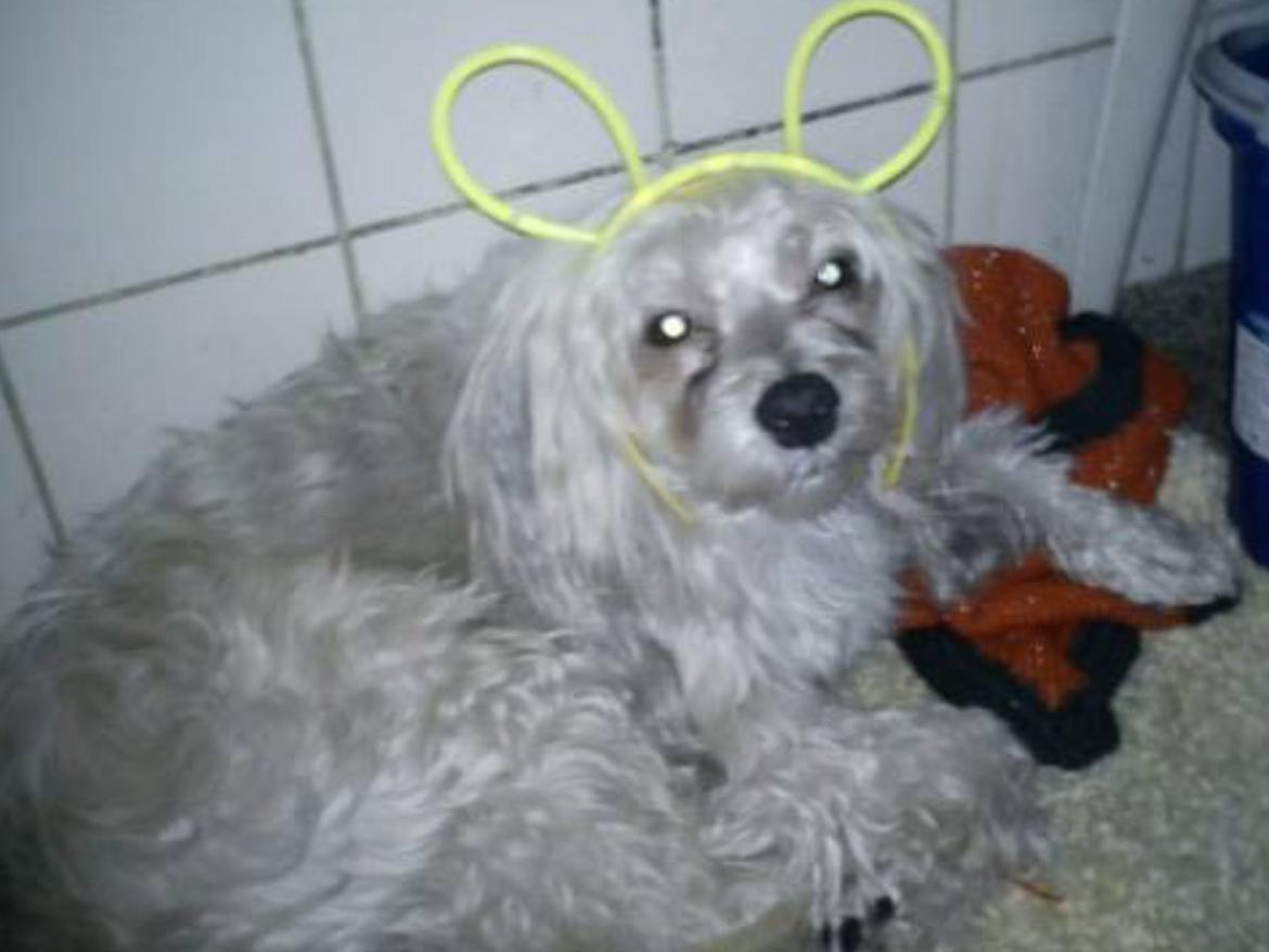 Chinese crested powder puff Markus R.I.P billede 2