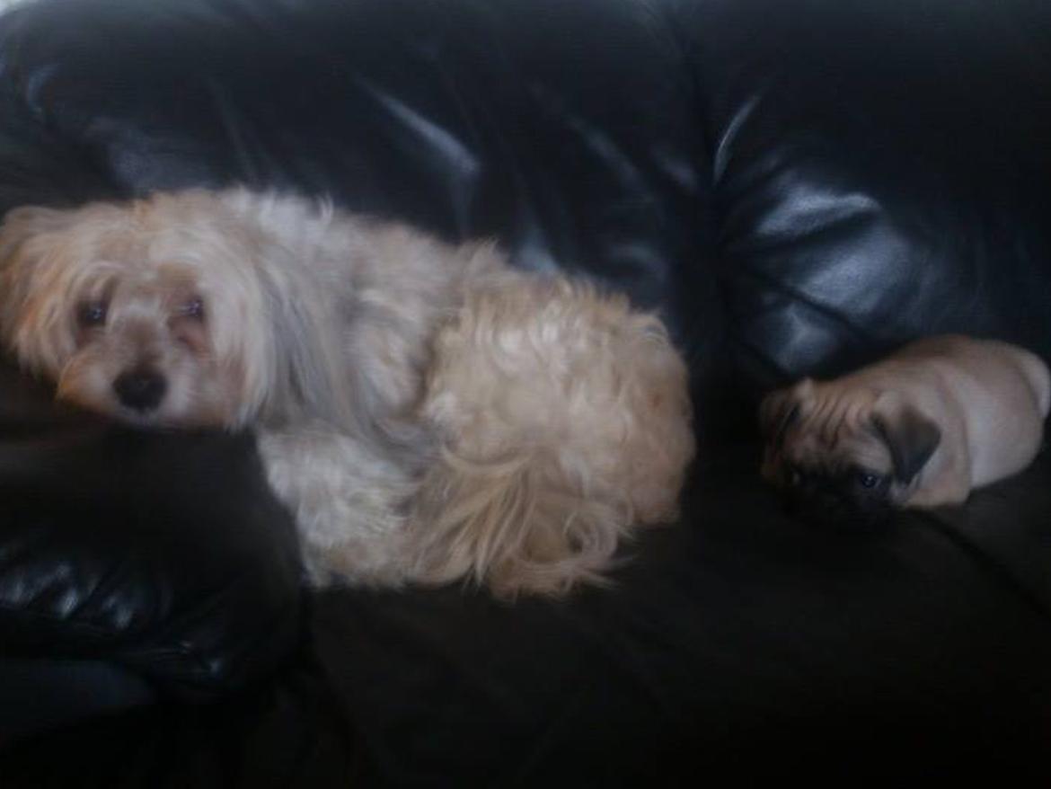 Chinese crested powder puff Markus R.I.P billede 4