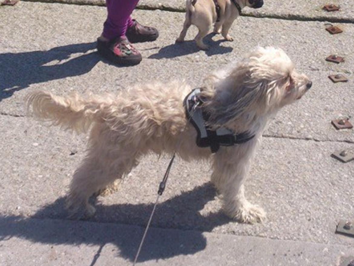 Chinese crested powder puff Markus R.I.P billede 5