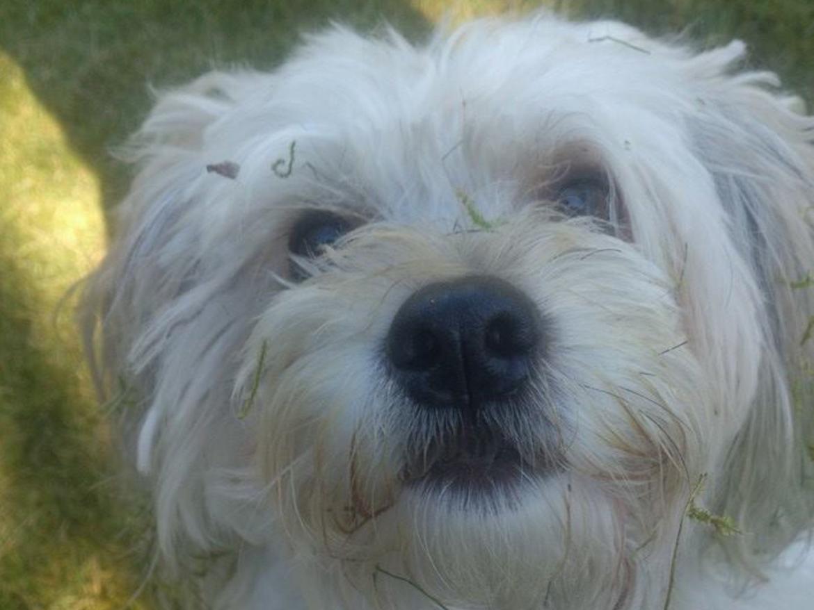 Chinese crested powder puff Markus R.I.P billede 6