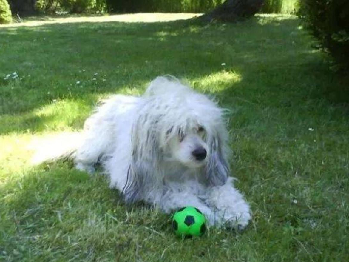 Chinese crested powder puff Markus R.I.P billede 7