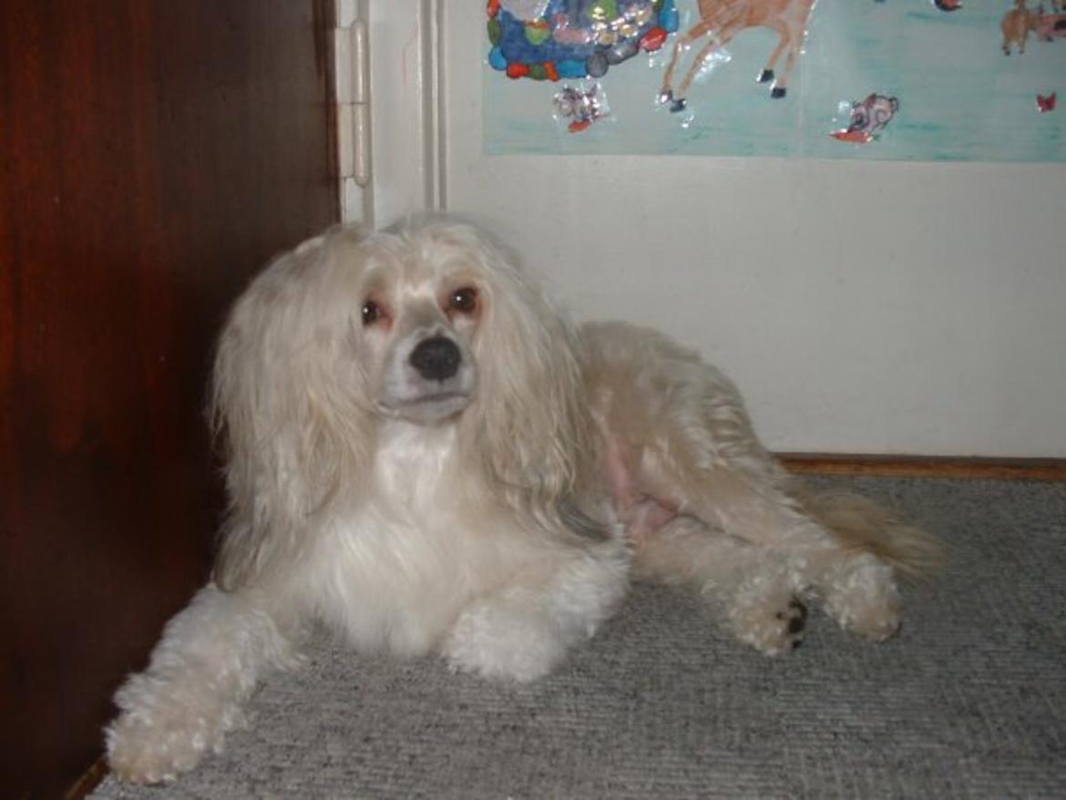 Chinese crested powder puff Markus R.I.P billede 8