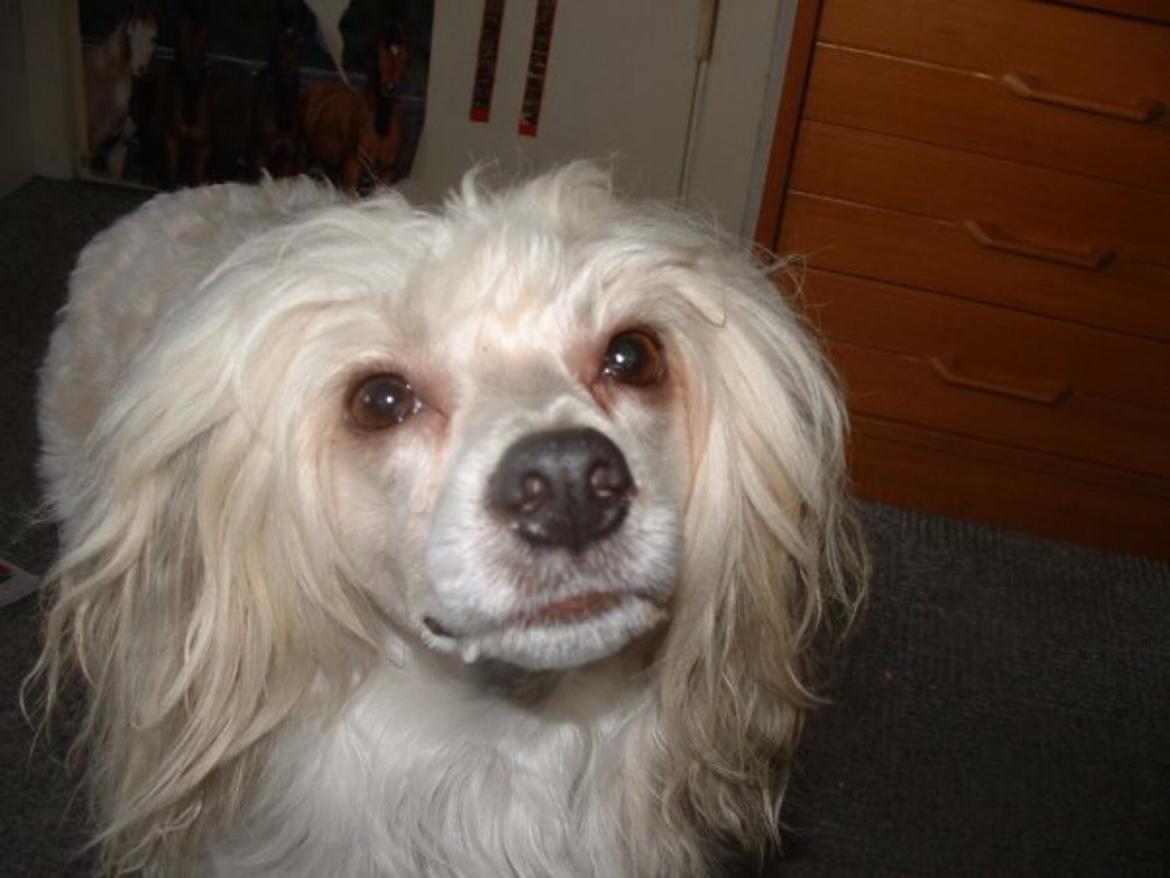 Chinese crested powder puff Markus R.I.P billede 9