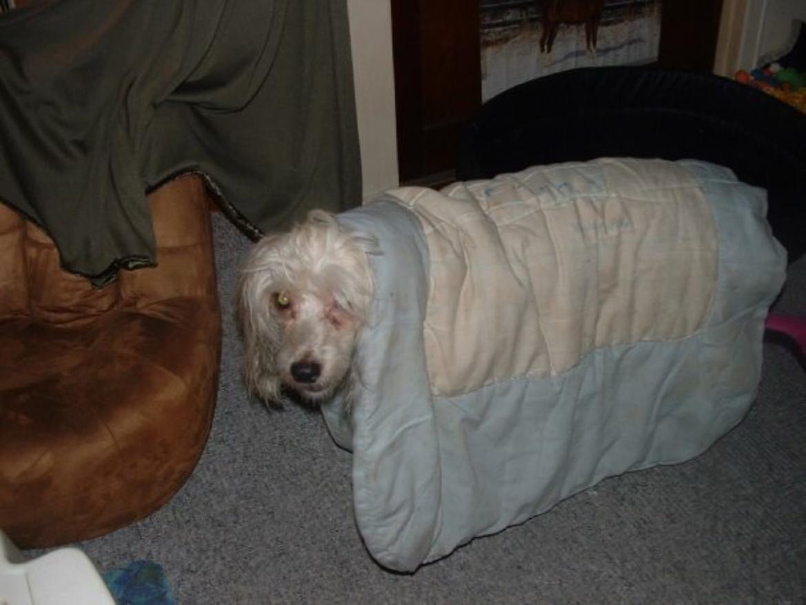 Chinese crested powder puff Markus R.I.P billede 10