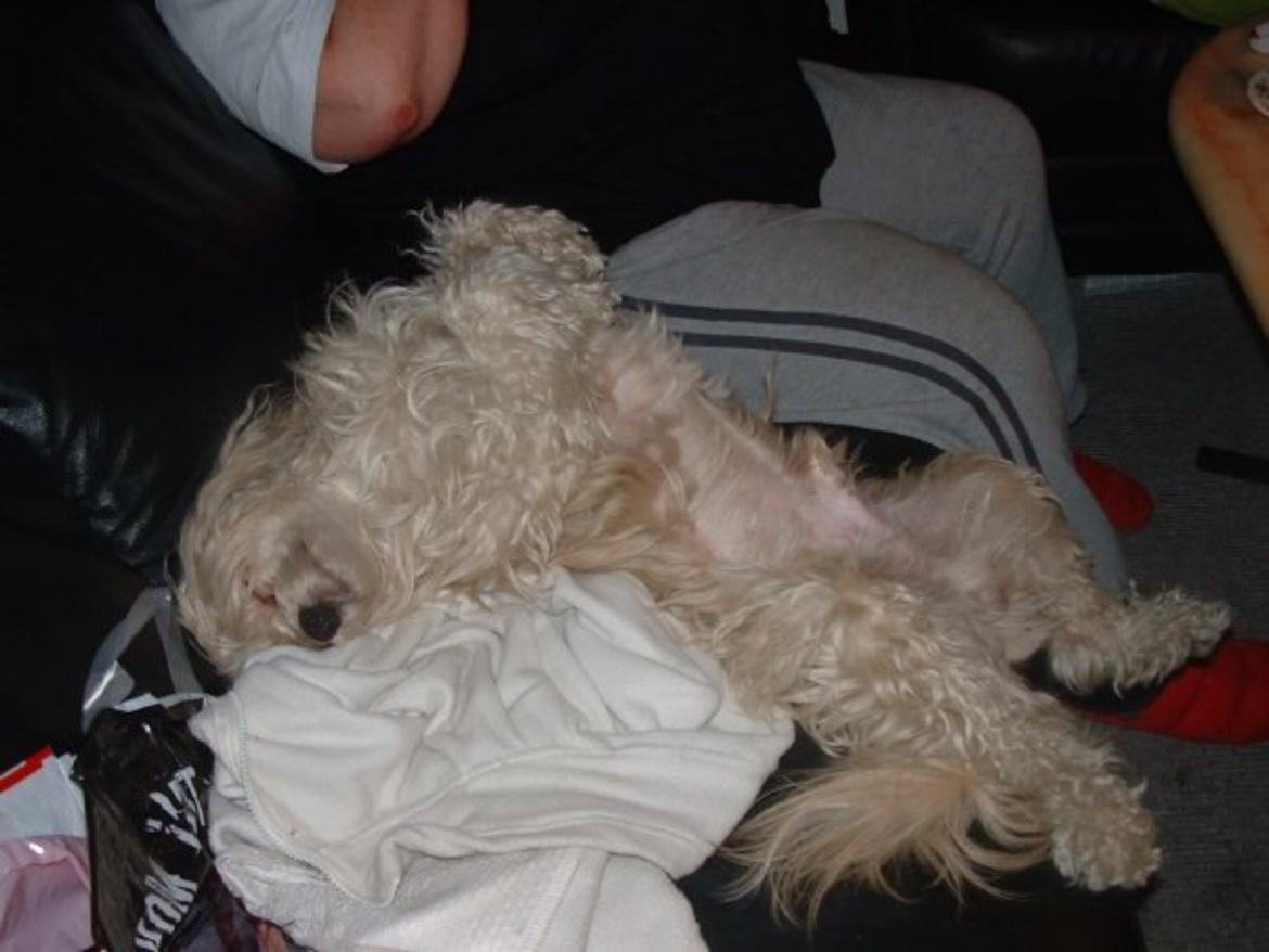 Chinese crested powder puff Markus R.I.P billede 11