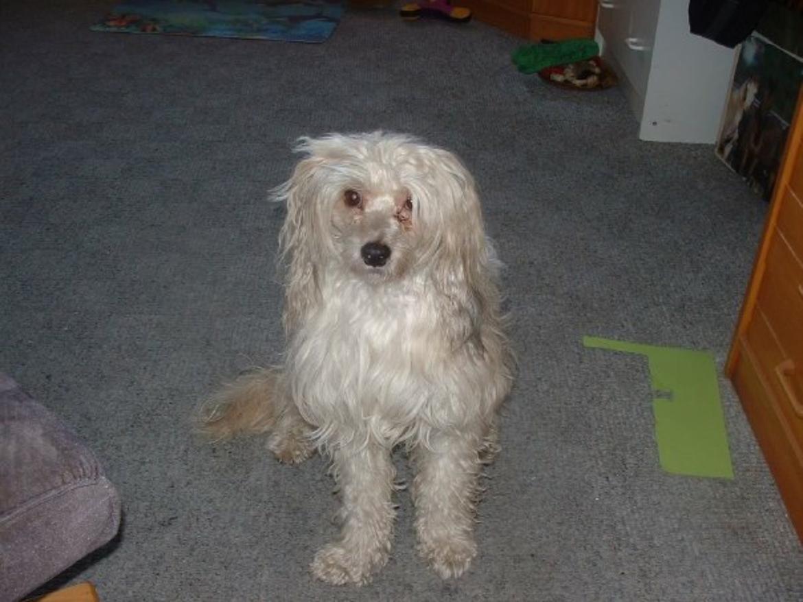 Chinese crested powder puff Markus R.I.P billede 12