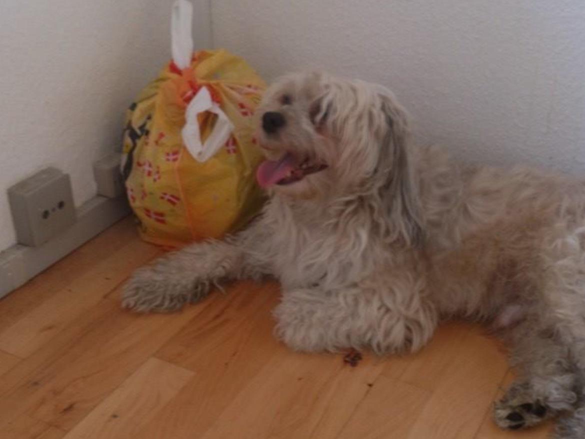 Chinese crested powder puff Markus R.I.P billede 3