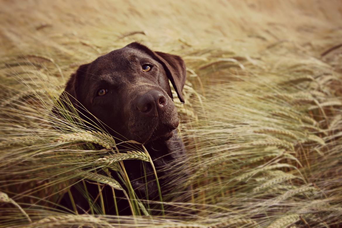 Labrador retriever Fella AKA Floppen billede 9