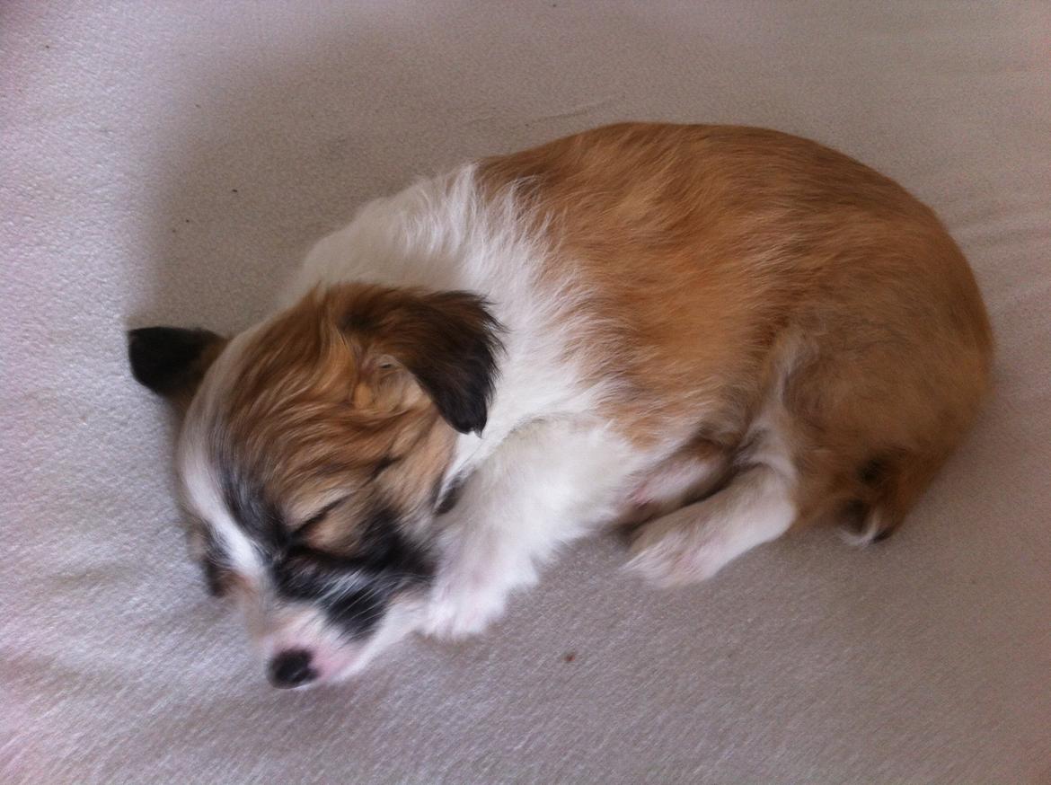 Blanding af racer Lexi billede 6