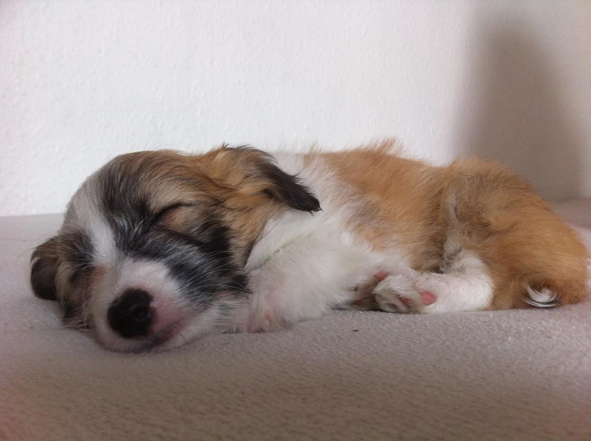 Blanding af racer Lexi billede 7