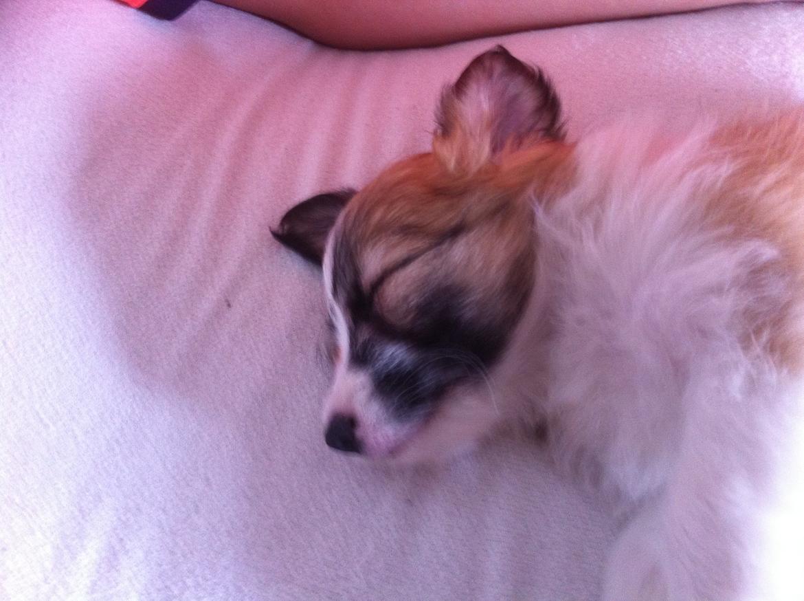 Blanding af racer Lexi billede 8