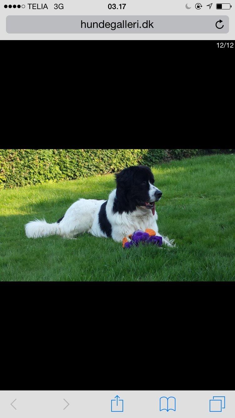 Landseer Jossi  billede 10