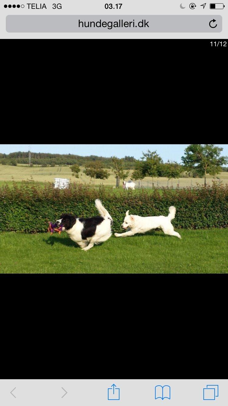 Landseer Jossi  billede 11